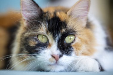 Minik tüylü kedi yavrusunun portresi.