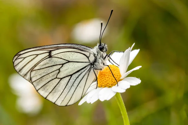 Motyl Kolorowy Kwiat Przyrodzie — Zdjęcie stockowe