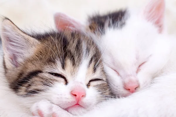 Χαριτωμένα Γατάκια Κοιμούνται Ζώο Συντροφιάς — Φωτογραφία Αρχείου