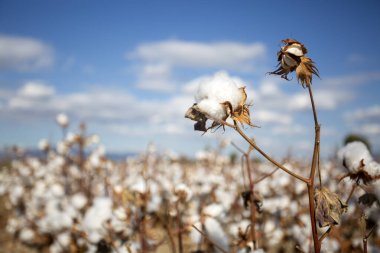 Bahçede yetişen pamuk çiçekleri