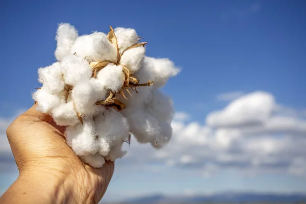 Close Female Hand Holding Cotton Flower Blue Sky Background — Foto de Stock