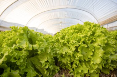 marul sera içinde büyüyen