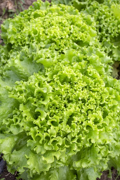 fresh green kale plants growing on the field