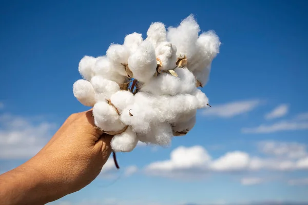 White Cotton Flower Male Hands — Foto de Stock