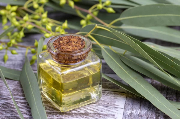 essential oil with fresh herbs and green leaves on wooden background