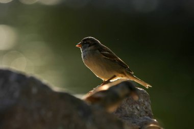 Güzel bir kuşun yakın çekimi.