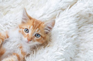 Şirin turuncu renkli minik kedi yavrusu.