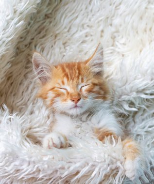 Şirin turuncu renkli minik kedi yavrusu.