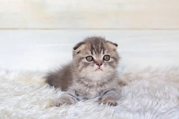Retrato Adorable Lindo Gato Gris Esponjoso —  Fotos de Stock