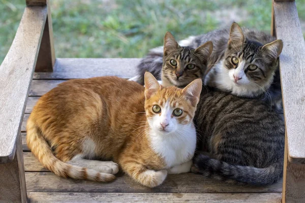 Три Кошки Лежат Улице — стоковое фото