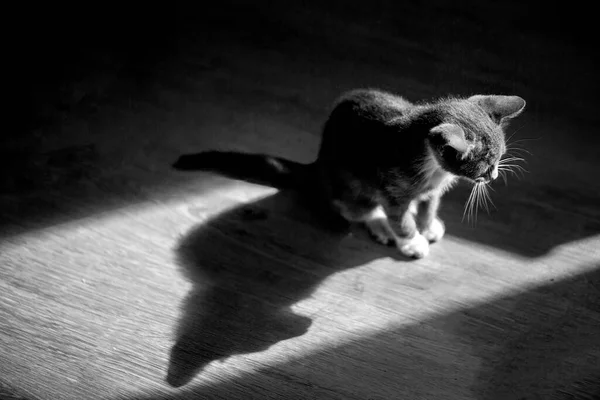 Милий Кіт Сидить Підлозі — стокове фото