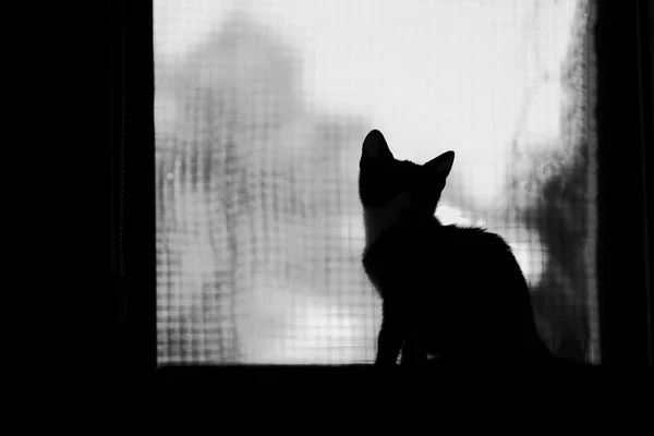 Silhouette Chaton Sur Rebord Fenêtre Maison — Photo