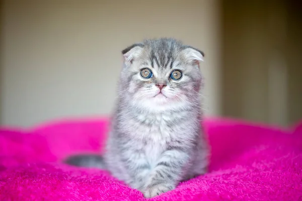 Portrait Cute Little Fluffy Kitten — Stock Photo, Image