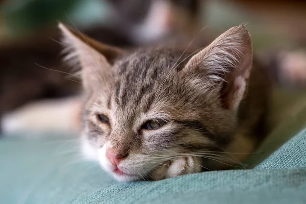 Portrait Mignon Petit Chaton Moelleux — Photo