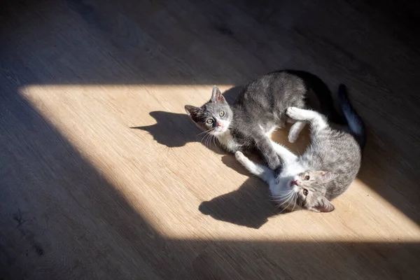 Katten Die Grond Liggen — Stockfoto