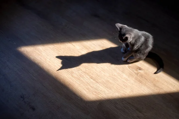 바닥에 귀여운 고양이 — 스톡 사진