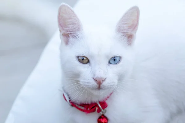 Портрет Симпатичной Белой Кошки Турецкое Имя Ван Кедиси — стоковое фото