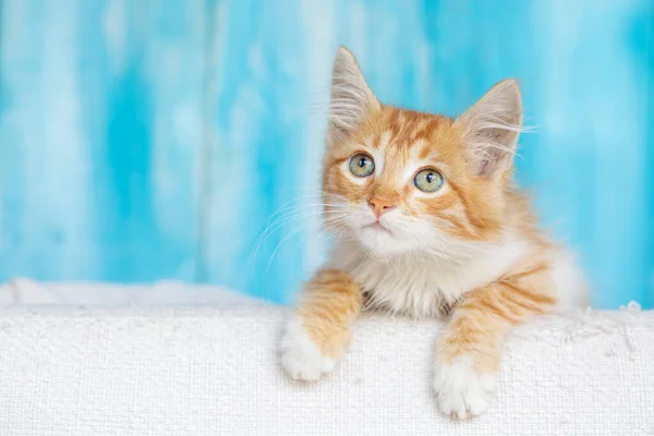かわいいオレンジの小さな子猫 — ストック写真