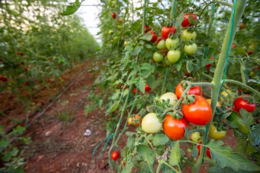 Serada yetişen seralar ve kırmızı ve yeşil domatesler