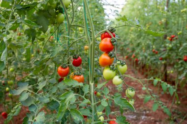 Serada yetişen seralar ve kırmızı ve yeşil domatesler
