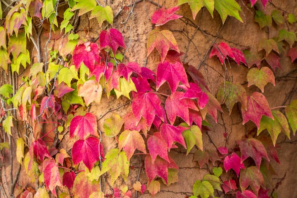秋天的颜色 三叶草的叶子 — 图库照片