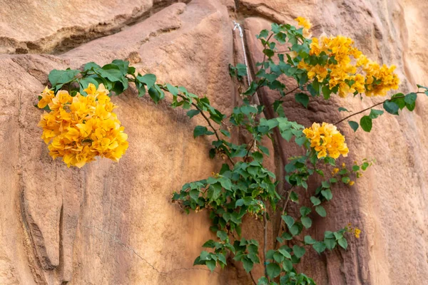 Beautiful Flowers Growing Stone — 스톡 사진