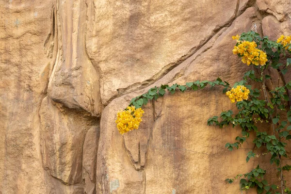 Beautiful Flowers Growing Stone — 스톡 사진