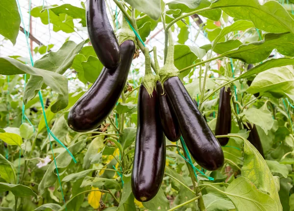 Greenhouse Eggplant Field Agriculture Turkey Antalya — Stock Photo, Image