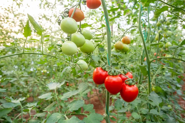 Invernaderos Tomates Rojos Verdes Cultivados Invernadero — Foto de Stock