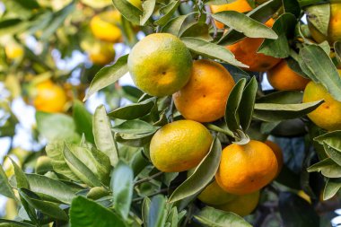 Ağaç dalında yeşil yapraklı olgun mandalinalar.