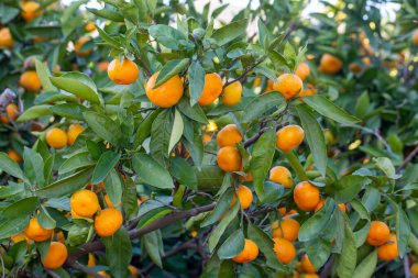 Ağaç dalında yeşil yapraklı olgun mandalinalar.