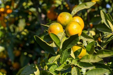 Ağaç dalında yeşil yapraklı olgun mandalinalar.