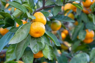 unripe yellow tangerines on tree in the garden