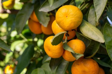 unripe yellow tangerines on tree in the garden