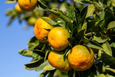 unripe yellow tangerines on tree in the garden