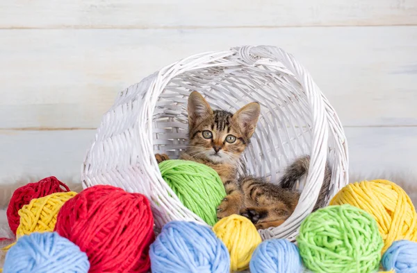 cat in basket and yarn on white background