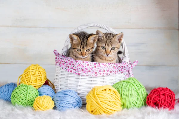 cats and yarn in the white basket with threads