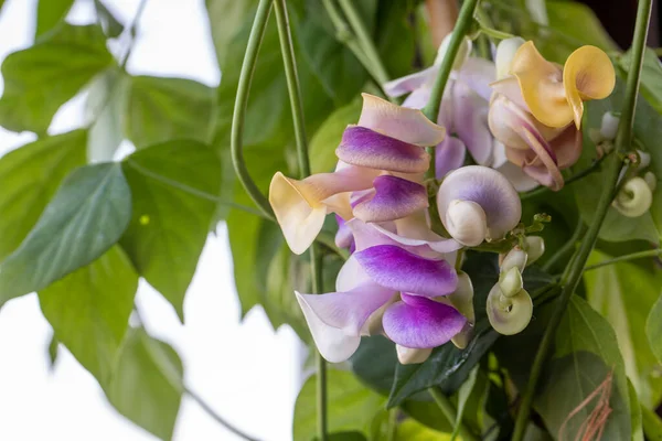 Flores Bonitas Jardim — Fotografia de Stock