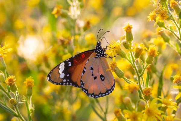 Zbliżenie Piękny Motyl Siedzi Żółte Kwiaty — Zdjęcie stockowe