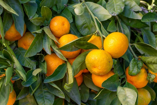 Mandarini Maturi Con Foglie Verdi Ramo Albero — Foto Stock