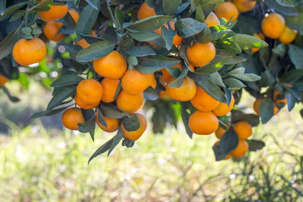 Mandarinas Maduras Con Hojas Verdes Una Rama Árbol — Foto de Stock