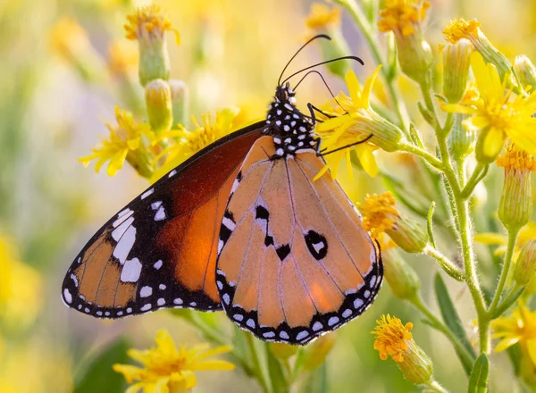 Motyl Przyrodzie Flora Fauna — Zdjęcie stockowe