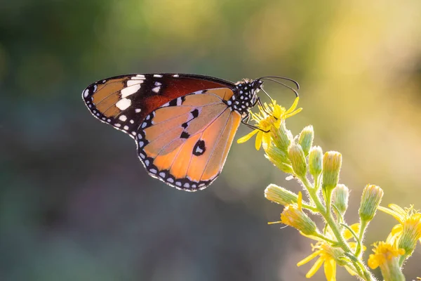 Motyl Przyrodzie Flora Fauna — Zdjęcie stockowe