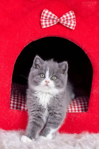 Cute Gray Cat Red Pet House — Stockfoto