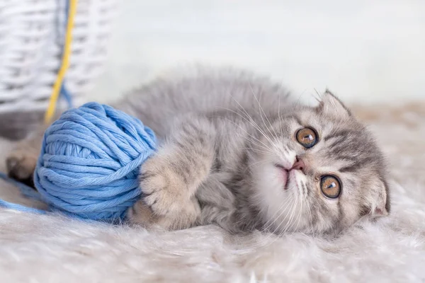 cute cat lying on the fluffy carpet