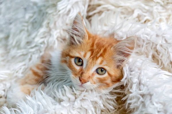 cute cat lying on the fluffy carpet