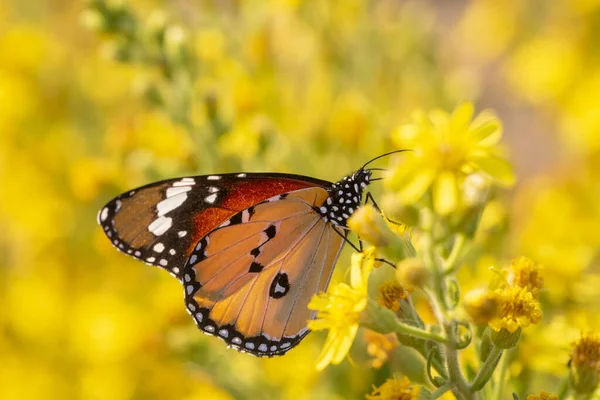 Motyl Siedzący Kwiatku — Zdjęcie stockowe