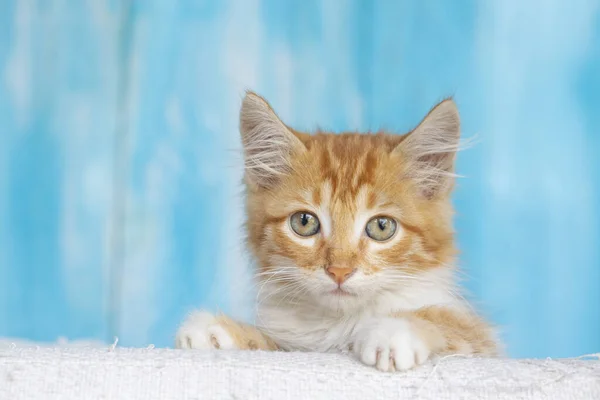 Słodkie Mały Kotek Niebieskim Tle — Zdjęcie stockowe