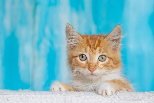 Schattig Klein Katje Een Blauwe Achtergrond — Stockfoto