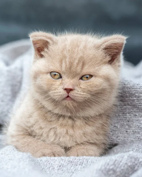 Animal Estimação Gatinho Britânico Curta Distância — Fotografia de Stock